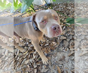Huey - Male American Pit Bull Terrier-Unknown Mix Dog for Adoption - Photo #6