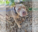 Small Photo #6 American Pit Bull Terrier-Unknown Mix Puppy For Sale in Magnolia Springs, AL, USA