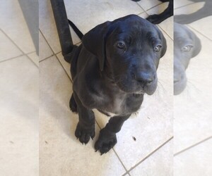 Great Dane Puppy for sale in MADERA, CA, USA