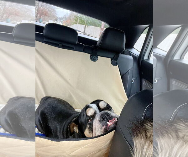 Medium Photo #5 Bulldog Puppy For Sale in Dumont, NJ, USA