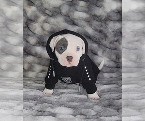 American Bully Puppy for sale in TEMECULA, CA, USA