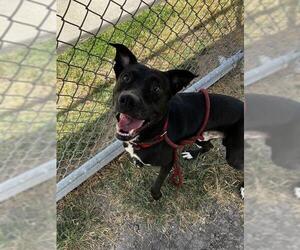 TRIP - Male Labrador Retriever-Unknown Mix Dog for Adoption - Photo #2