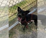 Small Photo #2 Labrador Retriever-Unknown Mix Puppy For Sale in Corpus Christi, TX, USA