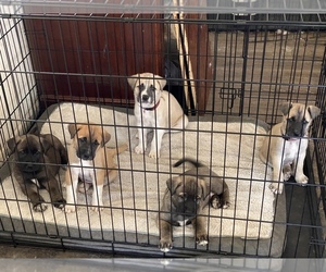 Akita-Mastiff Mix Puppy for sale in PLANO, TX, USA