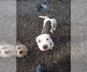 Bullypit Puppy for sale in STATESVILLE, NC, USA