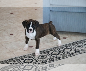 Boxer Puppy for sale in SHILOH, OH, USA