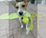Small Photo #5 Jack Russell Terrier-Unknown Mix Puppy For Sale in Oakhurst, NJ, USA