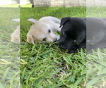 Small #2 Huskies -Labrador Retriever Mix