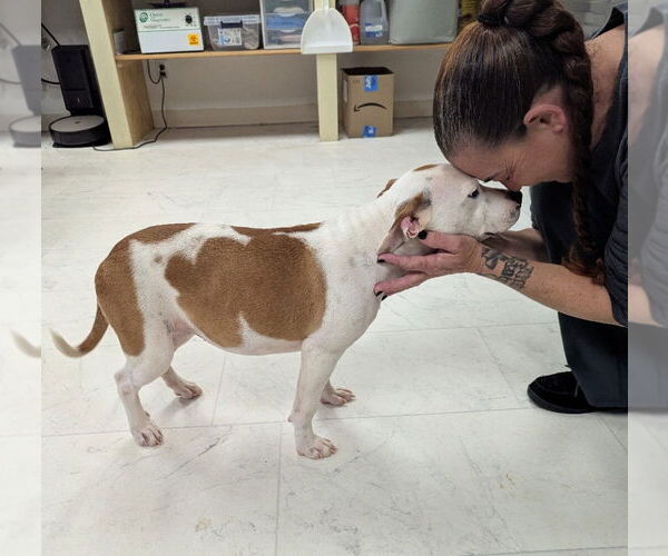 Medium Photo #3 American Pit Bull Terrier-Bulldog Mix Puppy For Sale in Milner, GA, USA