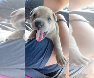 Chinese Shar-Pei-English Bulldog Mix Dogs for adoption in POPLAR BLUFF, MO, USA