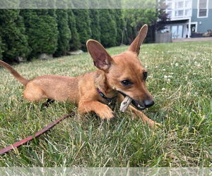 Chipin Dogs for adoption in Strongsville, OH, USA