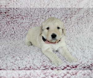 Goldendoodle Puppy for Sale in HOMELAND, California USA