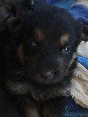 German Shepherd Dog Puppy for sale in WEST UNION, OH, USA