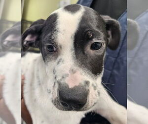 Mutt Dogs for adoption in Royal Palm Beach, FL, USA