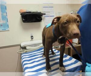 Mutt Dogs for adoption in Martinez, CA, USA