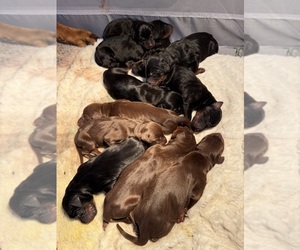 Doberman Pinscher Puppy for Sale in SANTA CLARITA, California USA