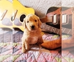 Small Photo #12 Goldendoodle Puppy For Sale in FISHERS, IN, USA
