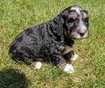 Small #9 Miniature Bernedoodle