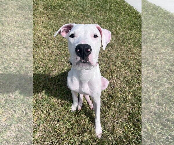 Medium Photo #2 Mutt Puppy For Sale in  Gainesville, FL, USA