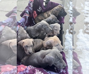 Great Dane Litter for sale in WRIGHTSVILLE, PA, USA