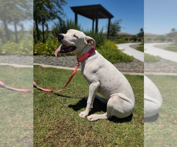 Medium Photo #1 Dogo Argentino Puppy For Sale in PHOENIX, AZ, USA