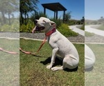 Small Photo #1 Dogo Argentino Puppy For Sale in PHOENIX, AZ, USA