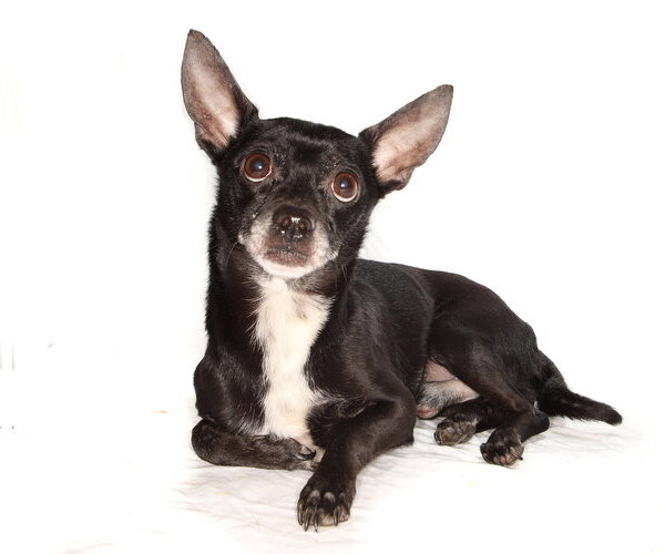 Medium Photo #3 Chihuahua Puppy For Sale in Oakland Park, FL, USA