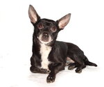 Small #2 Chihuahua