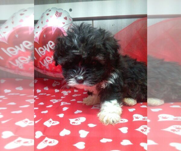 Medium Photo #1 Zuchon Puppy For Sale in ELROY, WI, USA