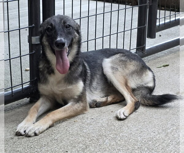 Medium Photo #10 German Shepherd Dog-Unknown Mix Puppy For Sale in Woodsfield, OH, USA