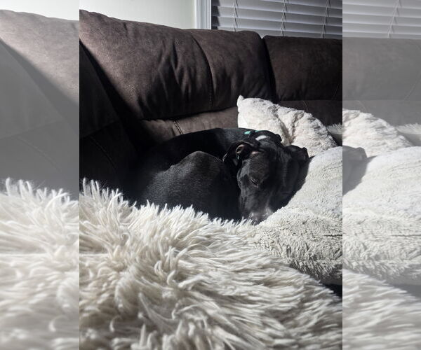 Medium Photo #22 Labrador Retriever-Unknown Mix Puppy For Sale in Princeton, MN, USA