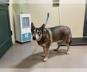 Labsky Dogs for adoption in Pasadena, CA, USA