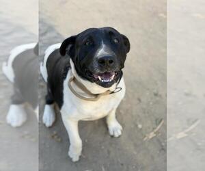 Mutt Dogs for adoption in Santa Maria, CA, USA