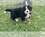 Puppy Puppy 4 Bernese Mountain Dog