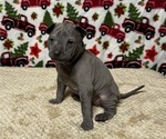 Small Photo #6 Thai Ridgeback Puppy For Sale in POTSDAM, NY, USA
