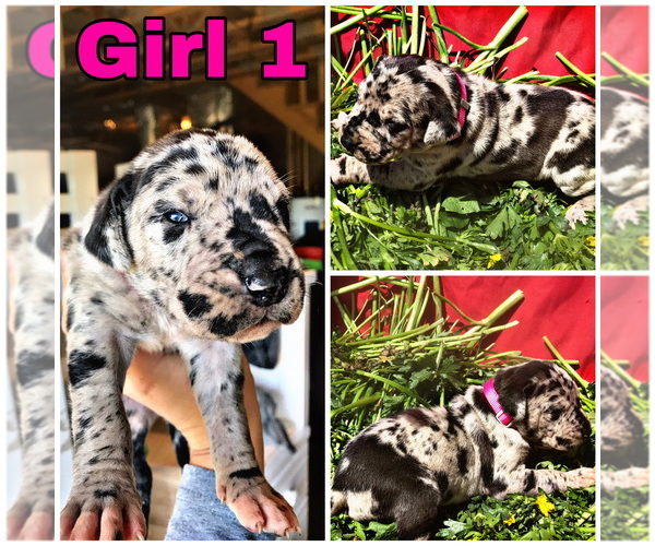 Medium Photo #13 Great Dane Puppy For Sale in PINNACLE, NC, USA
