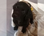 Puppy Brownie Goldendoodle