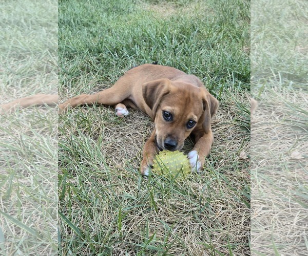 Medium Photo #1 Mutt Puppy For Sale in Hillsboro, MO, USA
