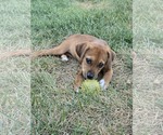 Small Mutt