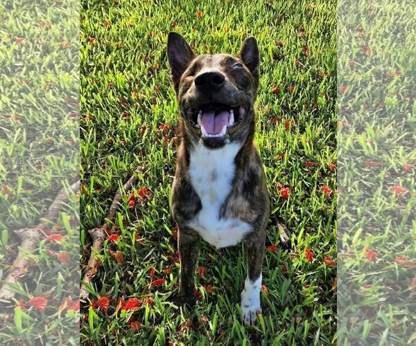 Medium Photo #10 Dutch Shepherd -Unknown Mix Puppy For Sale in Royal Palm Beach, FL, USA
