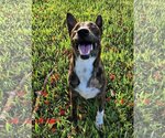 Small #9 Dutch Shepherd  Mix