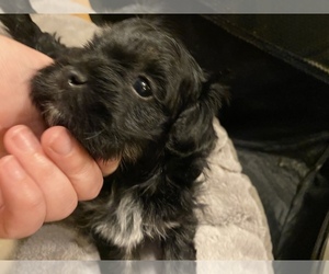 Maltipoo-Papillon Mix Puppy for sale in LANSING, MI, USA