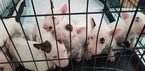 Small #58 Bull Terrier