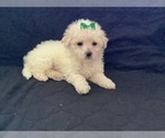 Small Photo #9 Maltipoo Puppy For Sale in HIGH POINT, NC, USA