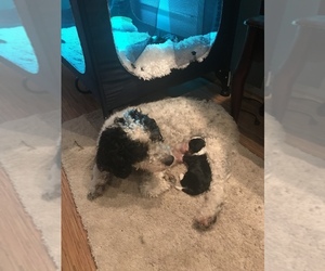 Mother of the Miniature Bernedoodle puppies born on 10/08/2022