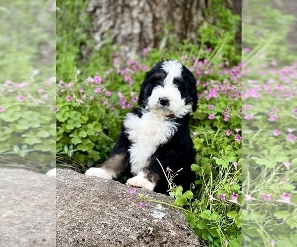 Medium Photo #4 Bernedoodle Puppy For Sale in SOCIAL CIRCLE, GA, USA