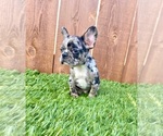 Small Photo #24 French Bulldog Puppy For Sale in BIRMINGHAM, AL, USA