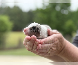 Medium Border Collie