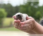 Puppy 6 Border Collie
