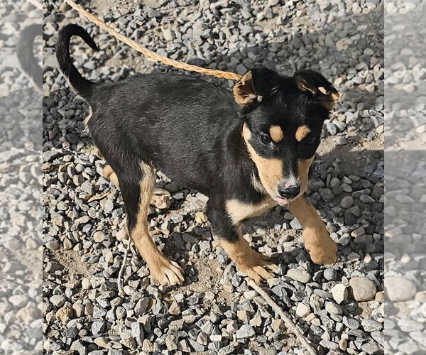 Medium Photo #1 Australian Shepherd-Unknown Mix Puppy For Sale in Salt Lake City, UT, USA
